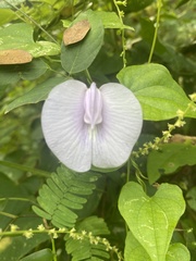 Centrosema pubescens