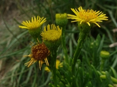 Limbarda crithmoides