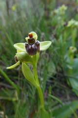 Ophrys bombyliflora