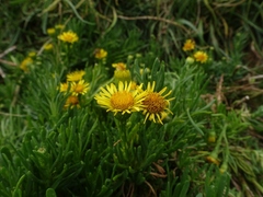 Limbarda crithmoides