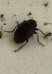 Bothrotes canaliculatus