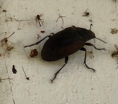 Bothrotes canaliculatus