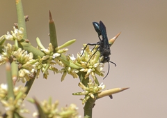 Stangeella cyaniventris