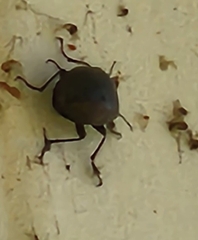 Bothrotes canaliculatus