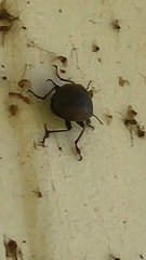 Bothrotes canaliculatus