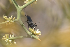 Stangeella cyaniventris