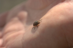 Dicerca tenebrica