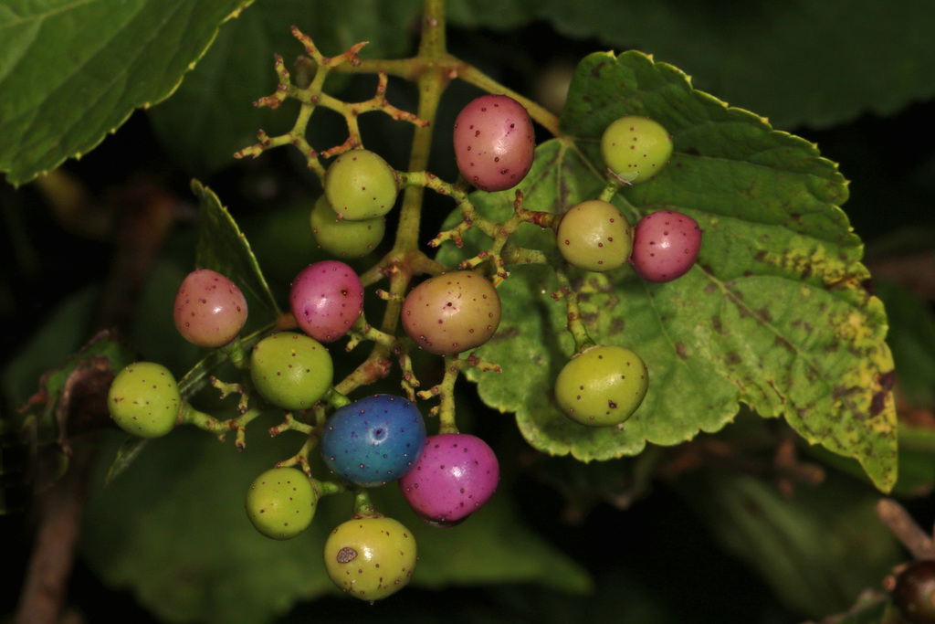 Ampelopsis glandulosa — a easy houseplant, prefers partial sun light