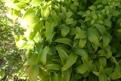 Asparagus asparagoides