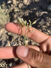 Eriogonum lonchophyllum