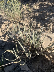 Eriogonum lonchophyllum