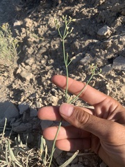 Eriogonum lonchophyllum