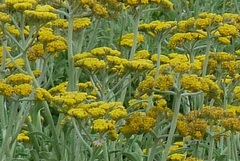 Helichrysum odoratissimum