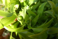 Asparagus asparagoides