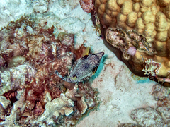 Lactophrys triqueter