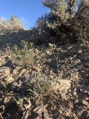 Eriogonum lonchophyllum