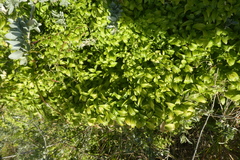 Asparagus asparagoides