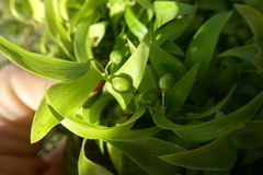 Asparagus asparagoides