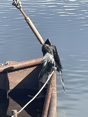 Anhinga anhinga