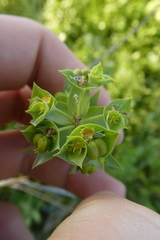 Euphorbia