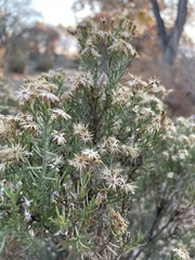 Ericameria laricifolia