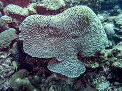 Colpophyllia natans