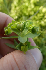 Euphorbia