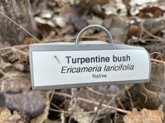 Ericameria laricifolia