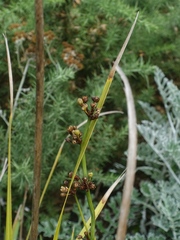 Libertia chilensis