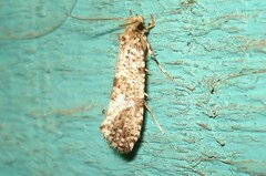 Morophaga choragella