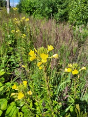 Oenothera