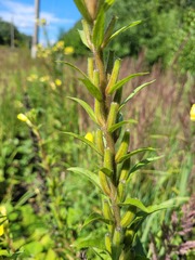 Oenothera