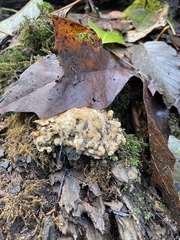 Sphaerobolus stellatus