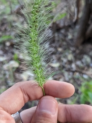 Setaria macrostachya