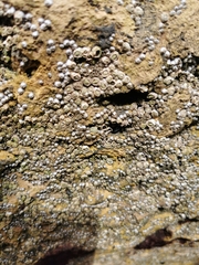 Semibalanus balanoides