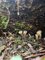 Armillaria gallica
