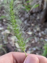 Setaria macrostachya