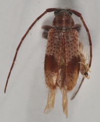 Exocentrus punctipennis