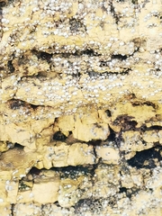 Semibalanus balanoides