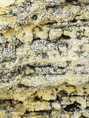 Semibalanus balanoides