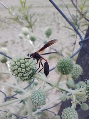 Mischocyttarus drewseni