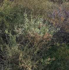 Aloysia