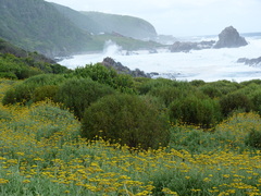 Helichrysum odoratissimum