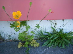 Papaver cambricum