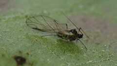 Aphididae