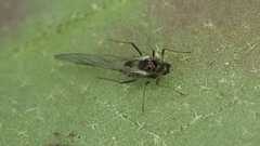 Aphididae