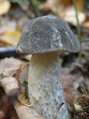 Leccinum variicolor
