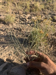 Astragalus convallarius
