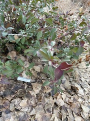 Penstemon caespitosus desertipicti