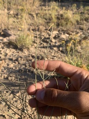 Astragalus convallarius